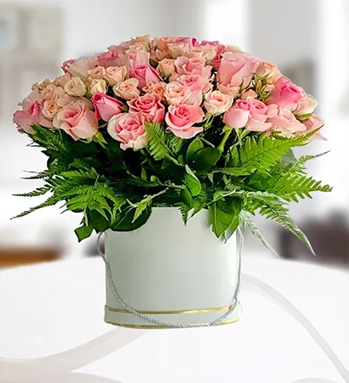 Pink Magic Roses Pink Magic Roses